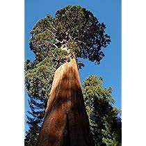 Image result for Mammutbaum