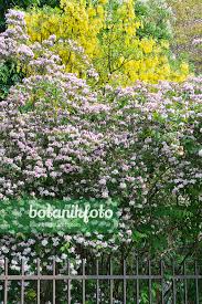 Attēlu rezultāti vaicājumam “Laburnum anagyroides flower”