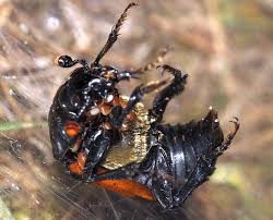 Attēlu rezultāti vaicājumam “Nicrophorus investigator imago”