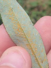 Attēlu rezultāti vaicājumam “Melampsora epitea”