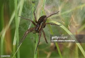 Attēlu rezultāti vaicājumam “Dolomedes fimbriatus”