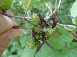Attēlu rezultāti vaicājumam “Alnus incana fruit”