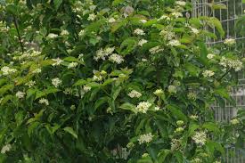 Attēlu rezultāti vaicājumam “Cornus sanguinea”