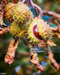 Attēlu rezultāti vaicājumam “Aesculus hippocastanum fruit”