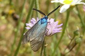 Attēlu rezultāti vaicājumam “Adscita statices”