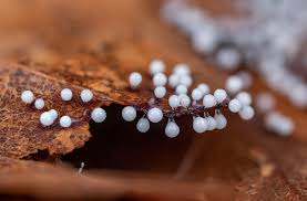 Attēlu rezultāti vaicājumam “Lamproderma debile spores”