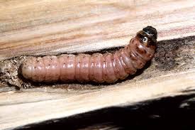 Attēlu rezultāti vaicājumam “Lamellocossus terebra”