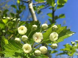 Attēlu rezultāti vaicājumam “Crataegus x macrocarpa”