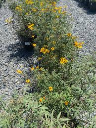 Attēlu rezultāti vaicājumam “Tagetes”
