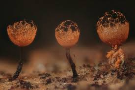 Attēlu rezultāti vaicājumam “Cribraria rufa macro”