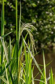 Attēlu rezultāti vaicājumam “Glyceria maxima fruit”