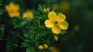 Image result for Potentilla tormentilla