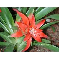 Картинки по запросу гусмания