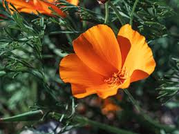 Attēlu rezultāti vaicājumam “Eschscholzia californica flower”