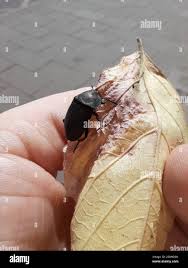 Attēlu rezultāti vaicājumam “Silpha obscura larva”