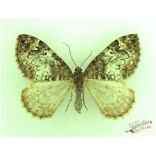 Attēlu rezultāti vaicājumam “Colostygia pectinataria male”