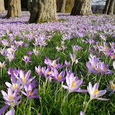 Attēlu rezultāti vaicājumam “Crocus tommasinianus”