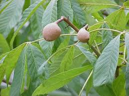 Attēlu rezultāti vaicājumam “Aesculus x hybrida fruit”
