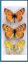 Attēlu rezultāti vaicājumam “Melitaea didyma”