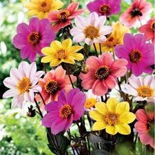 Image result for Dahlia x pinnata `Redskin`