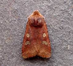 Attēlu rezultāti vaicājumam “Cerastis leucographa”