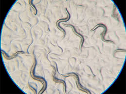 Attēlu rezultāti vaicājumam “Comatricha elegans var. microspora”