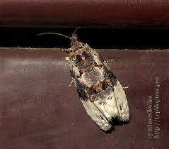 Attēlu rezultāti vaicājumam “Apotomis betuletana”