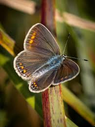 Attēlu rezultāti vaicājumam “Polyommatus icarus female”
