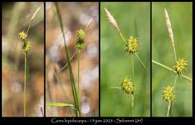 Attēlu rezultāti vaicājumam “Carex lepidocarpa leaf”