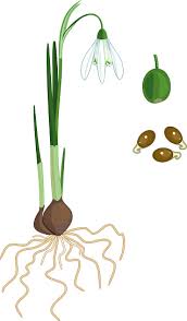 Attēlu rezultāti vaicājumam “Galanthus nivalis fruit”