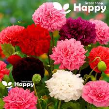 Image result for Papaver rhoeas 'Shirley'