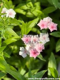 Image result for Phlox drummondii