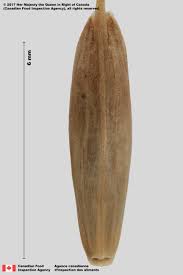 Attēlu rezultāti vaicājumam “Bromus secalinus”