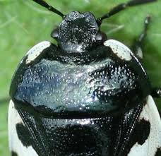 Attēlu rezultāti vaicājumam “Tritomegas bicolor imago”