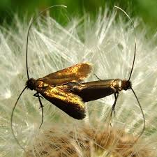 Attēlu rezultāti vaicājumam “Cauchas rufimitrella”