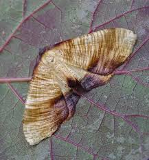 Attēlu rezultāti vaicājumam “Plagodis dolabraria”