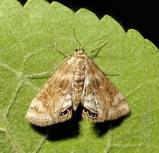 Attēlu rezultāti vaicājumam “Cataclysta lemnata”