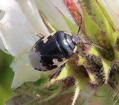 Attēlu rezultāti vaicājumam “Tritomegas bicolor”