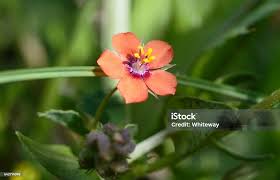 Attēlu rezultāti vaicājumam “Anagallis arvensis flower”