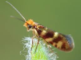 Attēlu rezultāti vaicājumam “Micropterigidae”