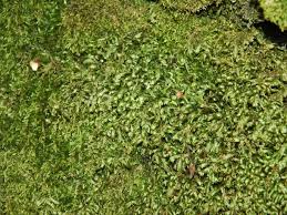 Attēlu rezultāti vaicājumam “Homalia trichomanoides sporophyte”