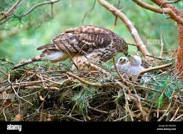 Attēlu rezultāti vaicājumam “Accipiter gentilis nest”