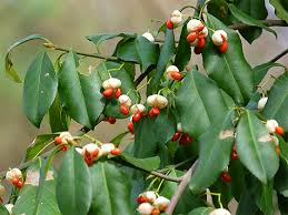 Attēlu rezultāti vaicājumam “Euonymus verrucosus fruit”