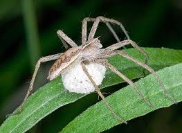 Attēlu rezultāti vaicājumam “Pisaura mirabilis cocoon”