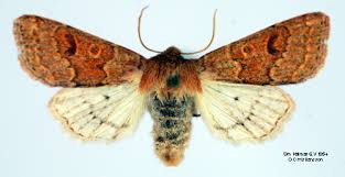 Attēlu rezultāti vaicājumam “Orthosia miniosa”