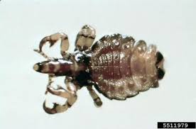 Attēlu rezultāti vaicājumam “Licea pygmaea sessile”