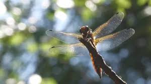 Attēlu rezultāti vaicājumam “Libellula fulva male”