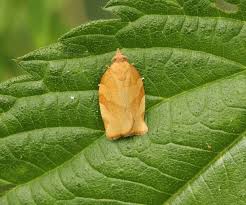 Attēlu rezultāti vaicājumam “Pandemis cinnamomeana”