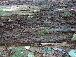 Attēlu rezultāti vaicājumam “Chlorencoelia versiformis”