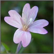 Attēlu rezultāti vaicājumam “Epilobium palustre flower”